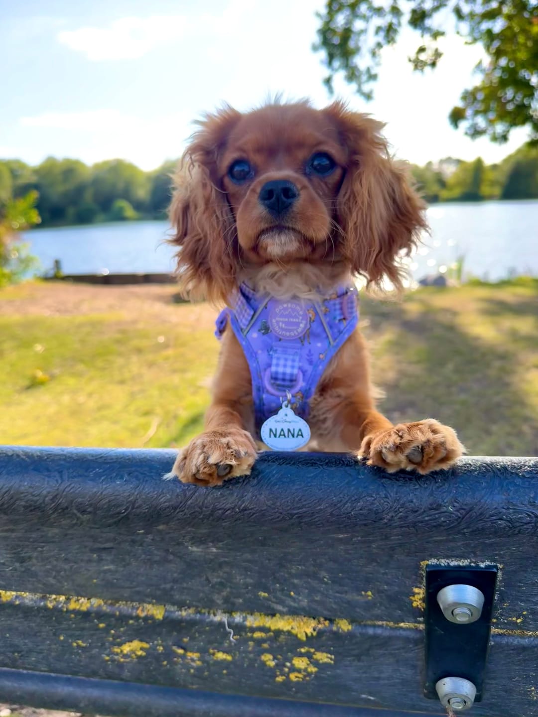 Customer photo review of Disney© Tough Trails™ Harness - Bambi + Friends Lilac