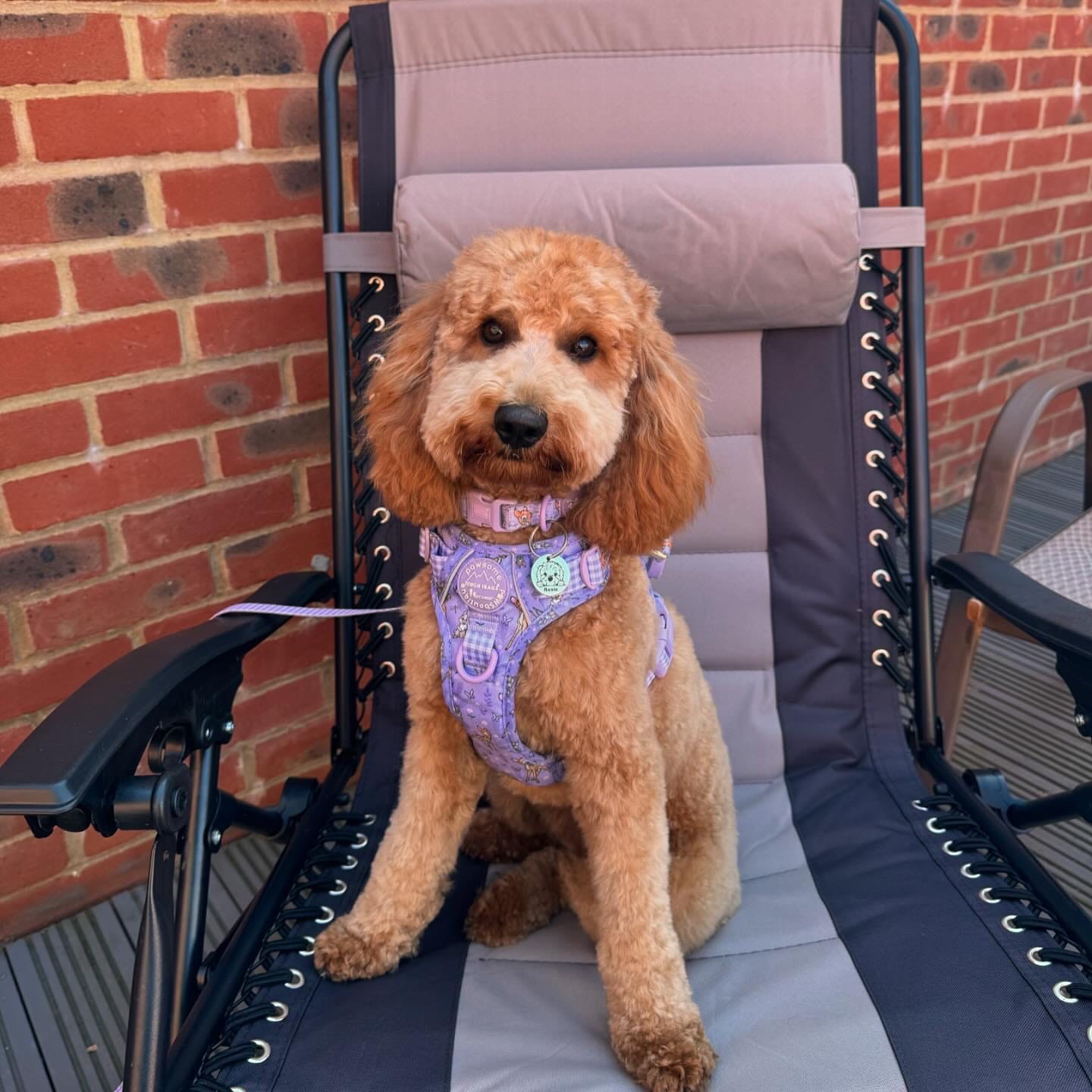 Customer photo review of Disney© Tough Trails™ Harness - Bambi + Friends Lilac