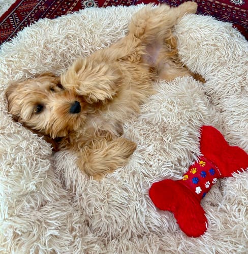 Customer photo review of CalmBed - Motverkar stress & hjälper mot ångest