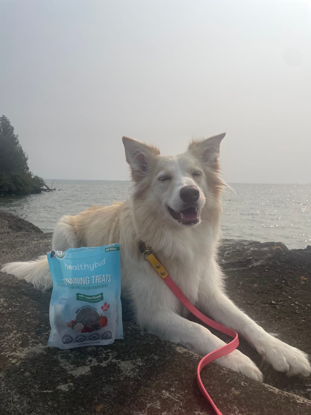 Customer photo review of Beef Mini Training Treats