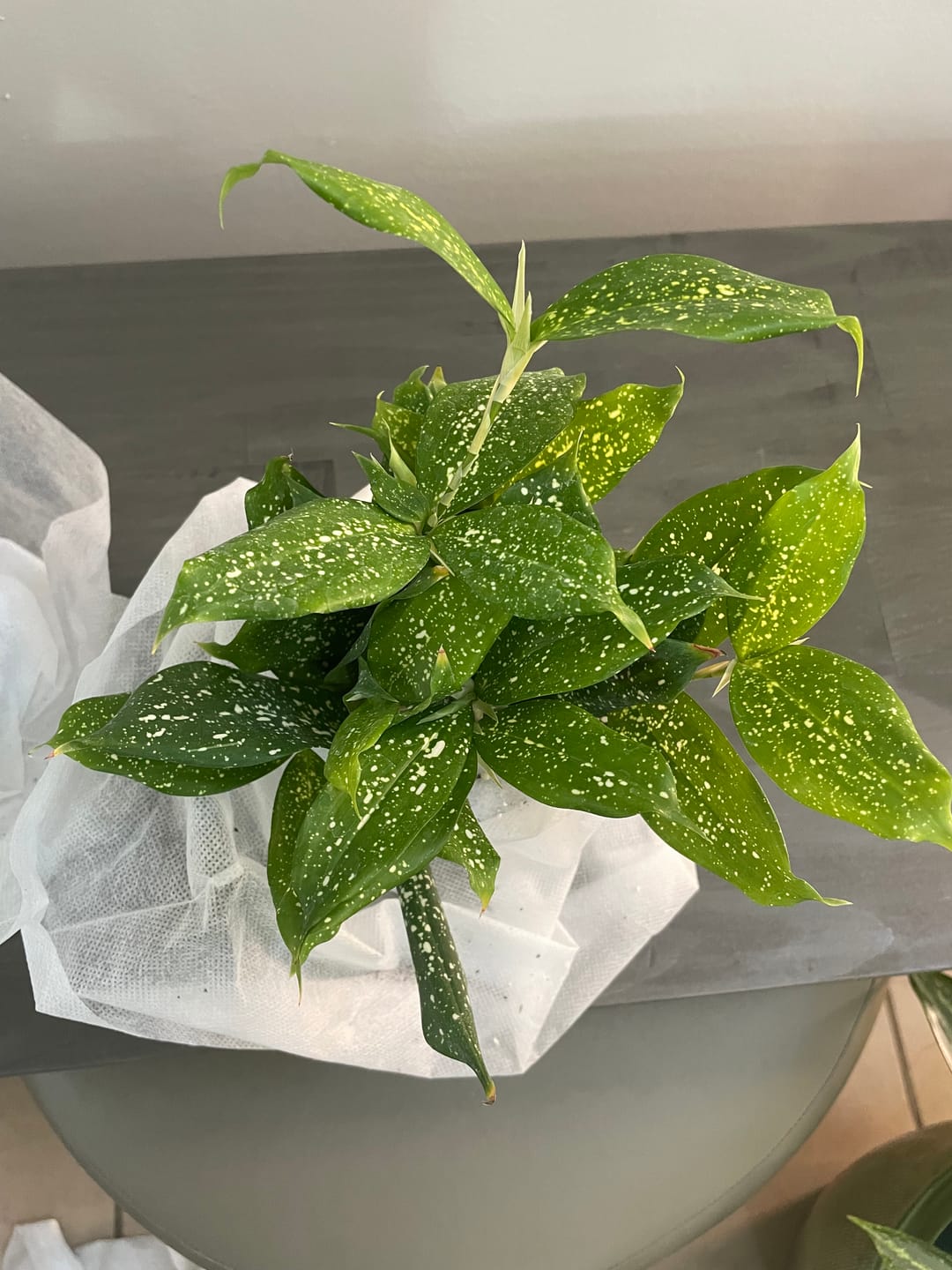 Customer photo review of Dracaena surculosa 'Florida Beauty'