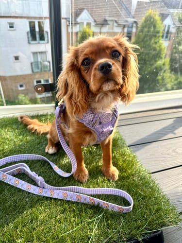 Customer photo review of Disney© Lead - Bambi + Friends Lilac