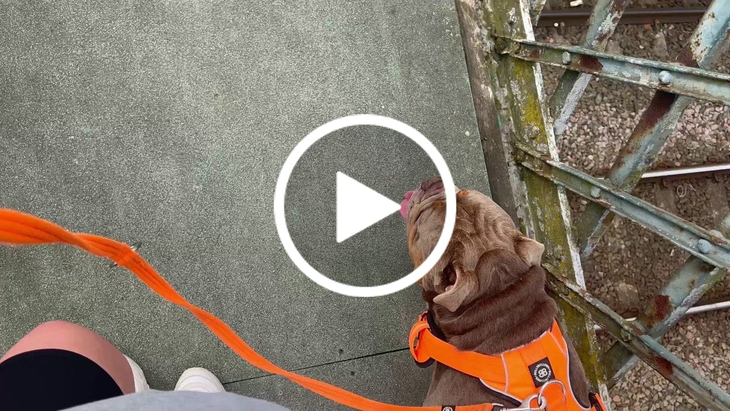 Customer video review of Premium Comfort Harness | Non Restrictive & Adjustable - Orange v2.0