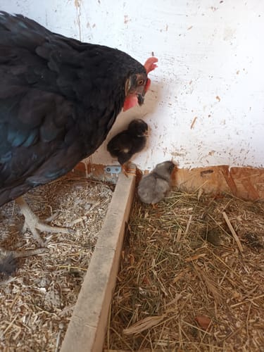 Customer photo review of BSF Larven - getrocknete Soldatenfliegenlarven