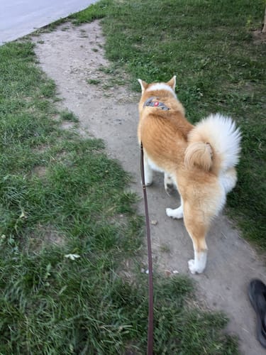 Customer photo review of Biothane Traffic Handle Dog Leash