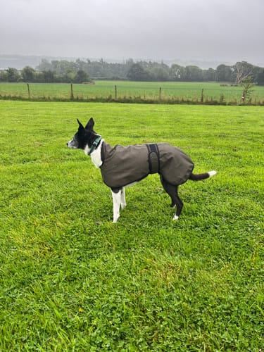 Customer photo review of Regna - Lightweight Summer Sighthound Coat with Harness Hole Zip