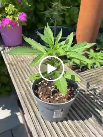 Customer video review of Purple Haze 040 Cannabis Samen - Extra Strong - Feminisierte Autoflowering Samen