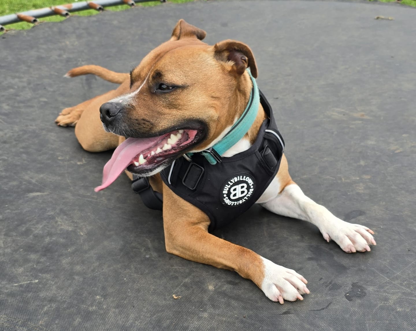 Customer photo review of Premium Comfort Harness | Non Restrictive & Adjustable - Black v2.0