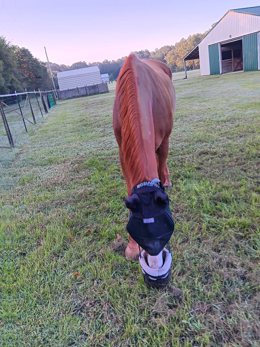 Customer photo review of EquiVizor Fly Mask - With Ear Protection