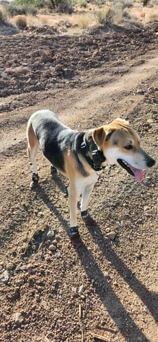 Customer photo review of Leather Dog Booties - Doccasins - 1 pair