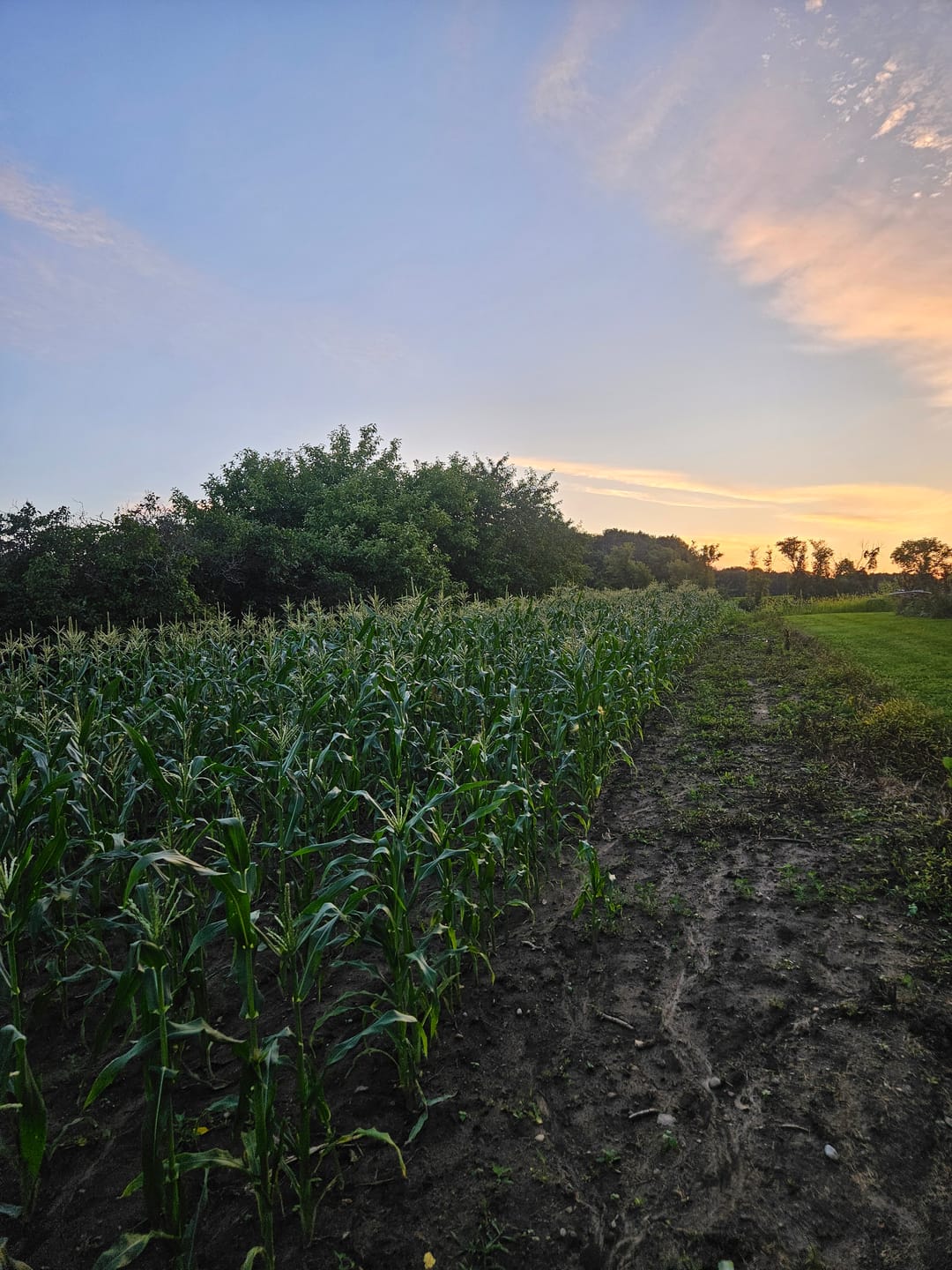 Customer photo review of Quick Trip Attribute II Sweet Corn (Roundup Ready)