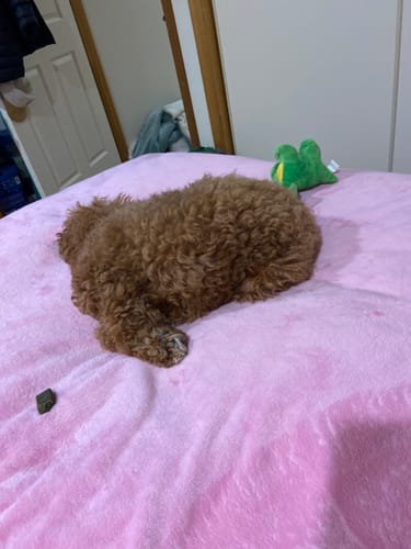 Customer photo review of Muscle Mat Luxury Mattress Topper - 4 Inches Thick