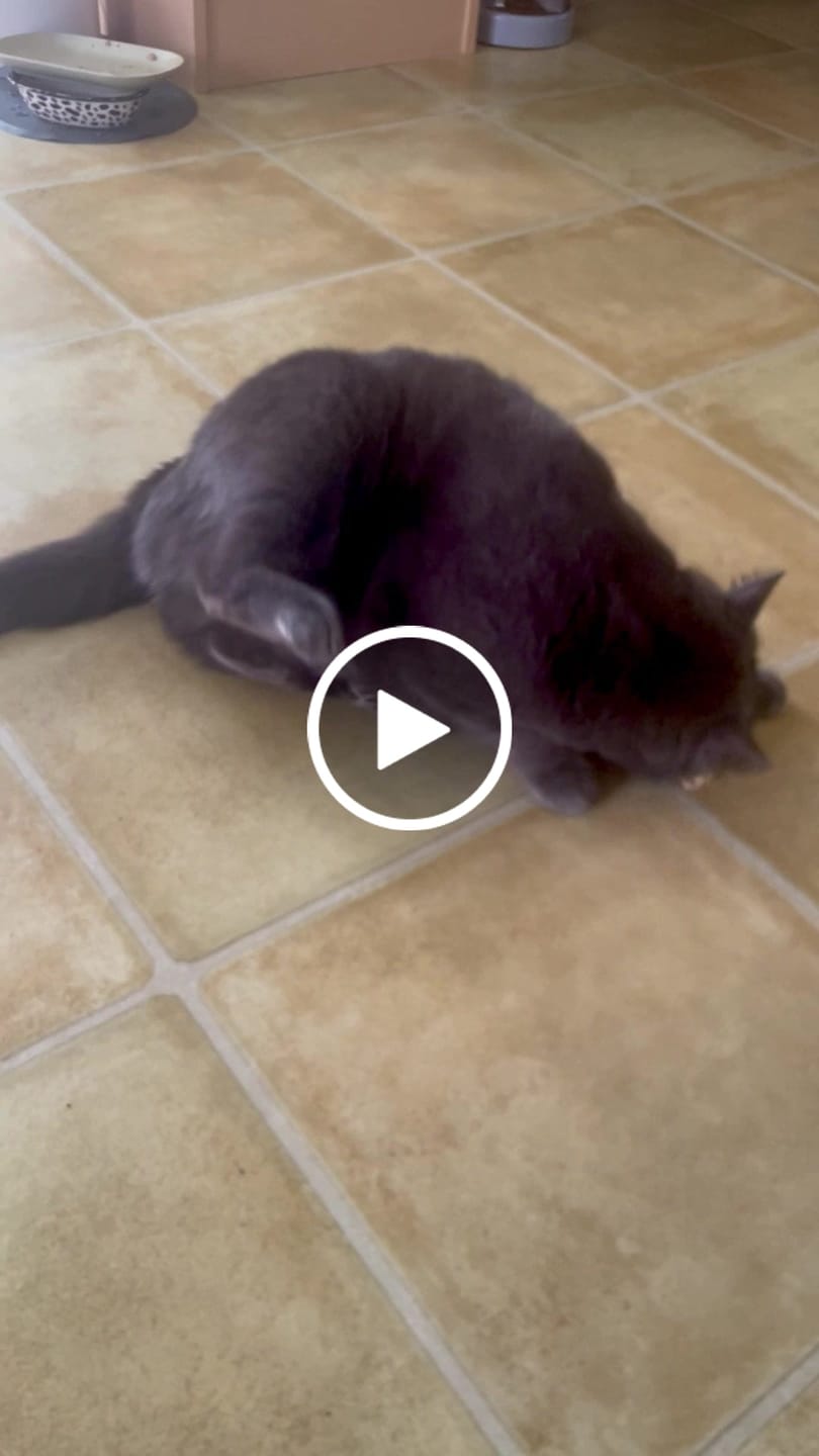 Customer video review of RYERCAT Silvervine Cat Dental Sticks