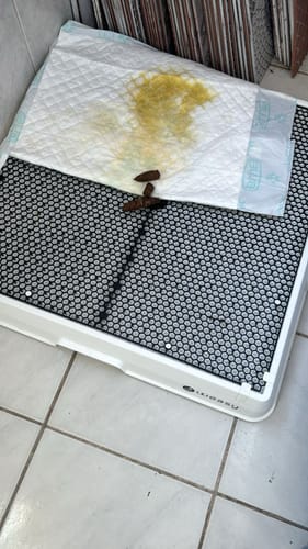 Customer photo review of Weasy Cão