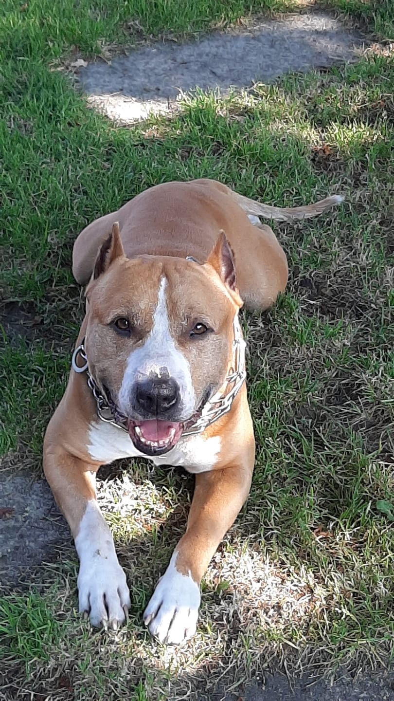 Customer photo review of For Large Joints & Bones | Dog Supplement for Large Dogs