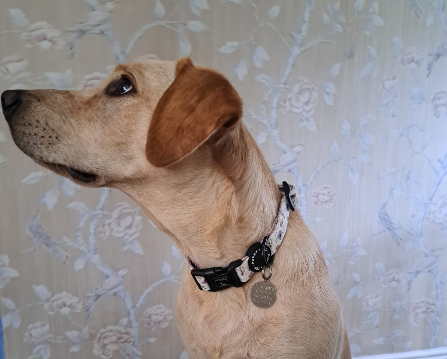 Customer photo review of Walk + Wear | Dog Collar | Pressed Petal