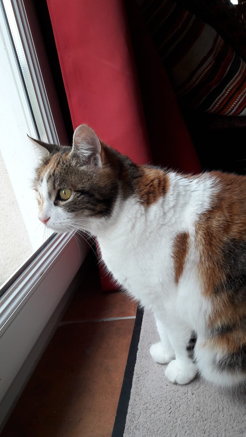 Customer photo review of Pâtées riches en volaille & aux courgettes (chat stérilisé et chat adulte)