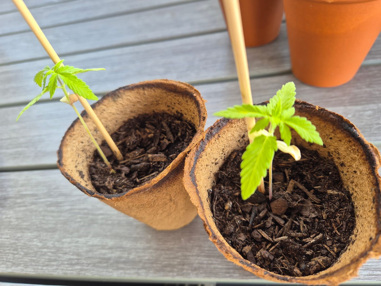Customer photo review of Bubble Gum 040 Cannabissamen, Feminisierte Autoflower Indica Samen für den Eigenanbau, für Anfänger