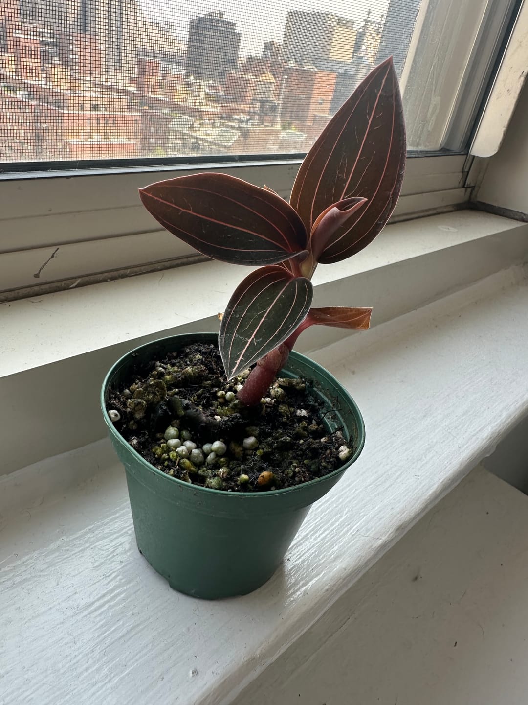 Customer photo review of Orchid Ludisia discolor