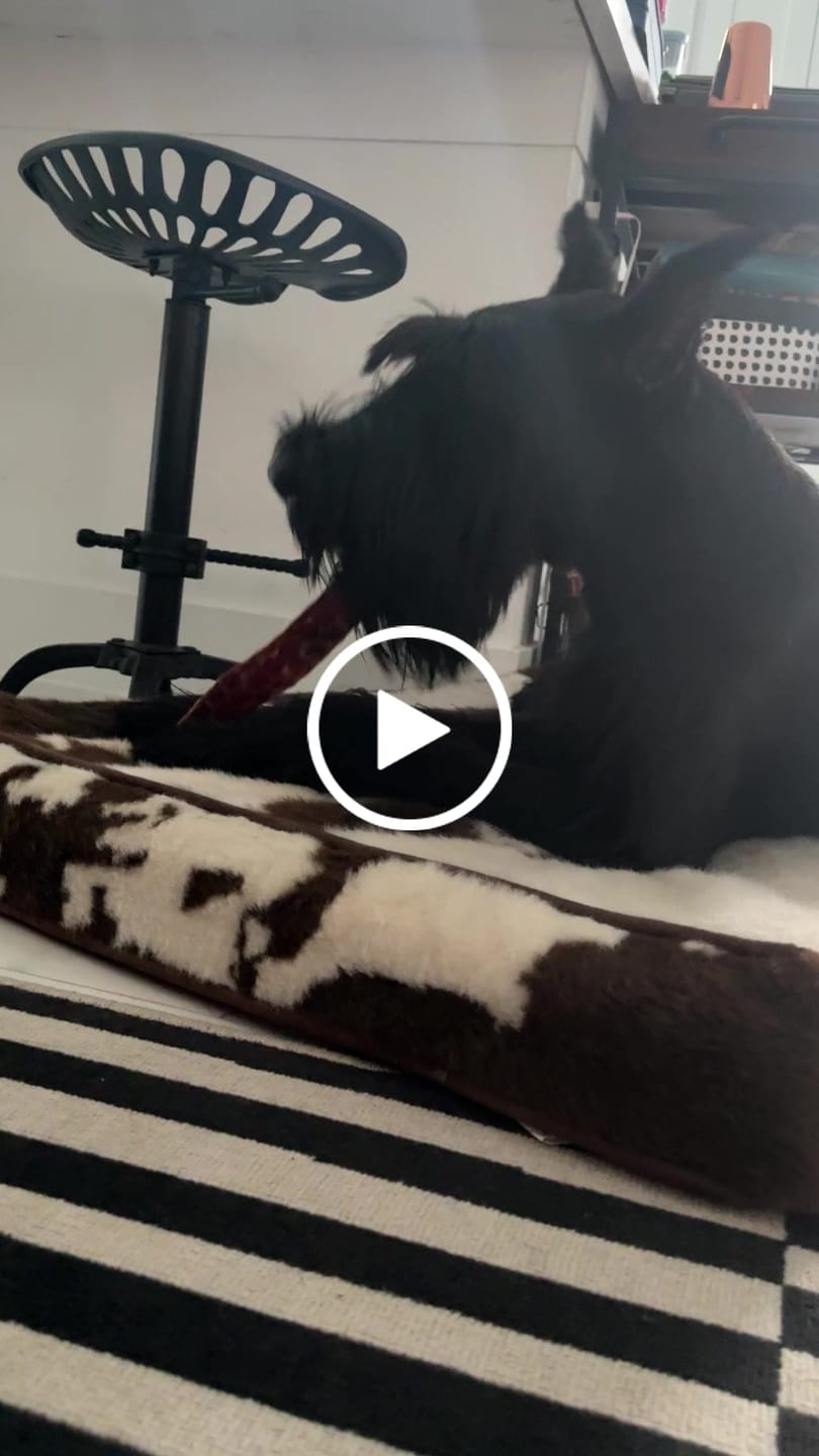 Customer video review of 12 Inch Beef Jerky Strip