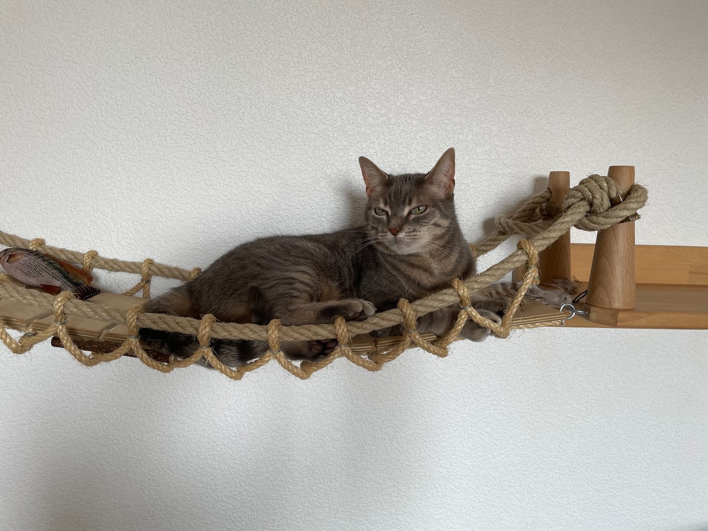 Customer photo review of Pâtées riches en thon& aux courgettes (chat stérilisé et chat adulte)