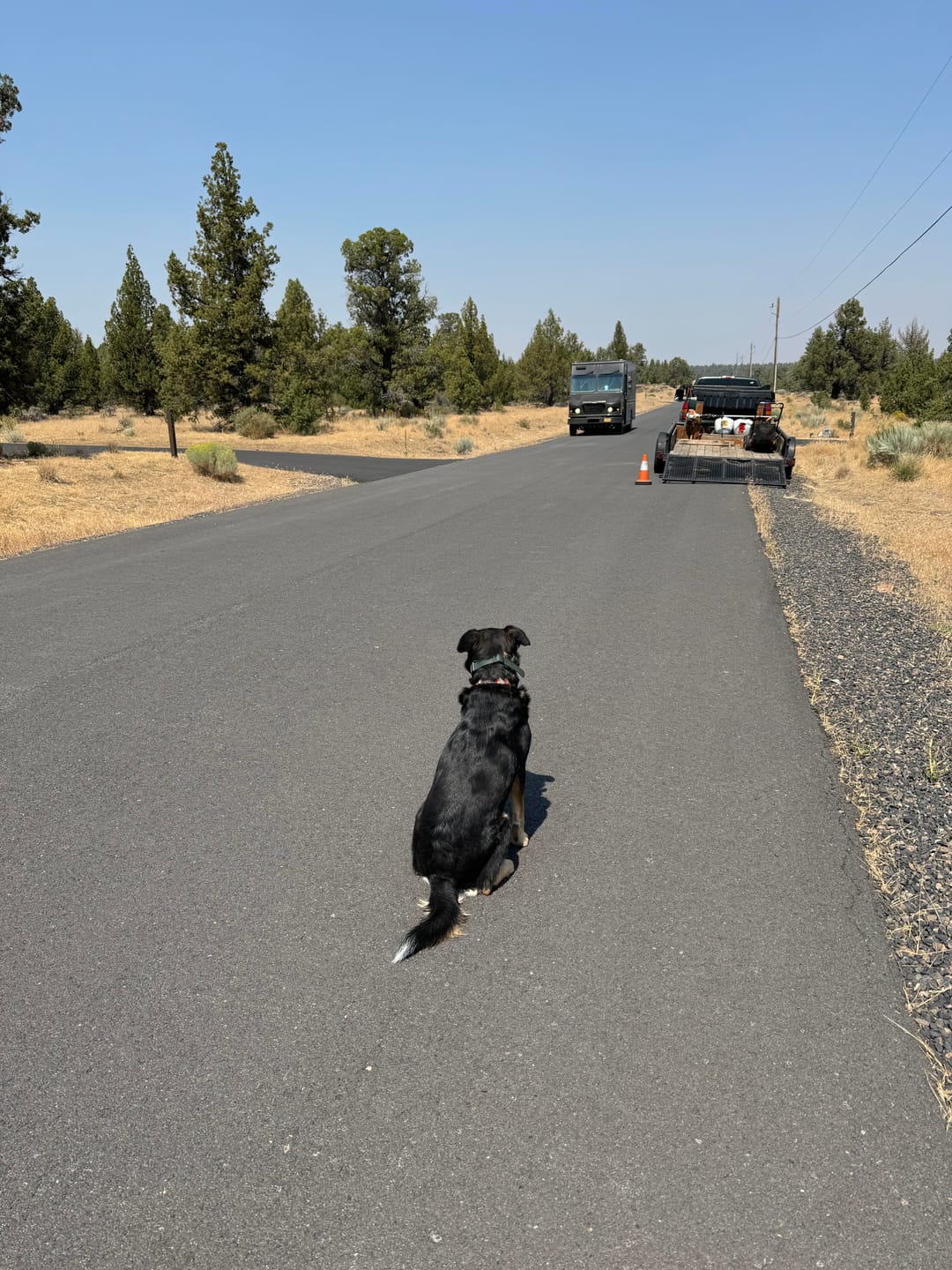 Customer photo review of ROAM 350™ Collar