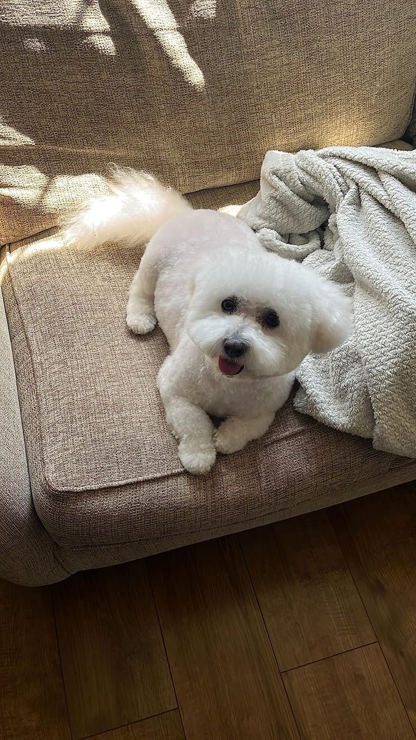 Customer photo review of No Rinse Baby Fresh Dog Shampoo