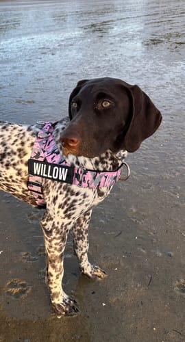 Customer photo review of Dog Harness