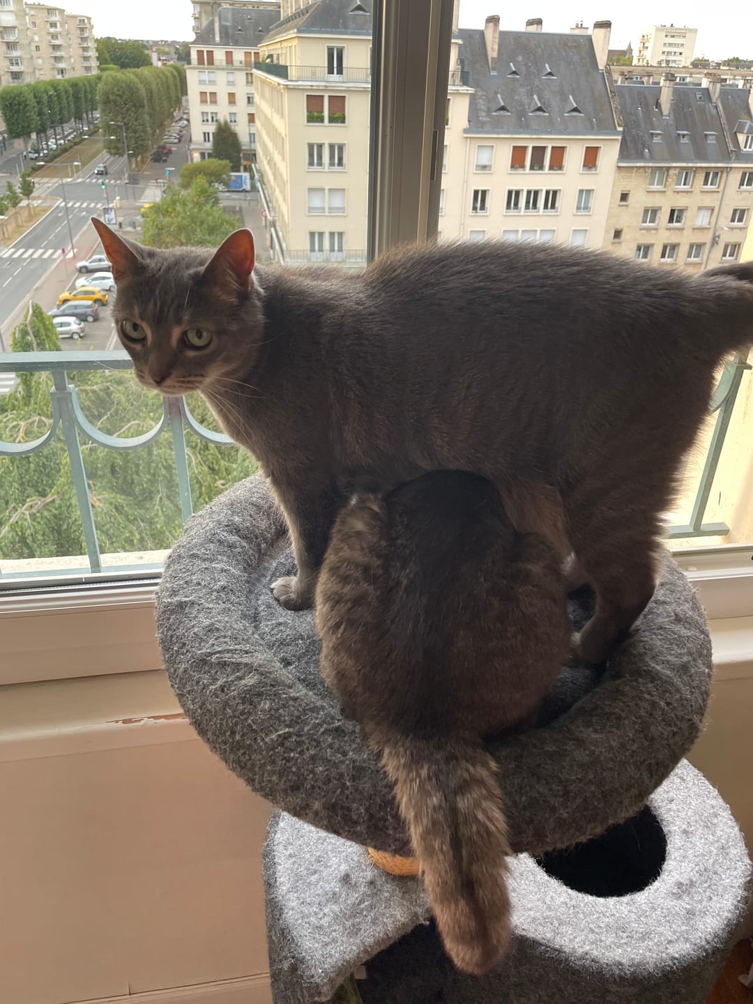 Customer photo review of Croquettes riches en poissons blancs frais (chat stérilisé)