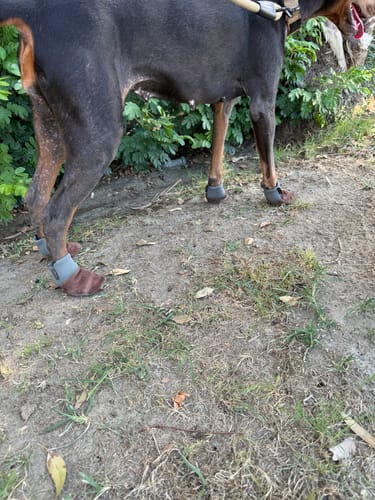 Customer photo review of Leather Dog Booties - Doccasins - 1 pair