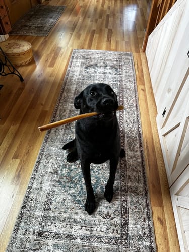Customer photo review of Large Bully Sticks 11-12"