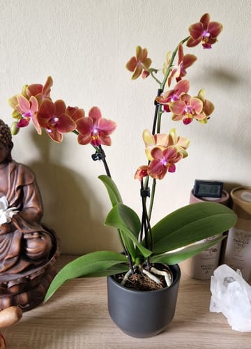 Customer photo review of Table Dance Orchideen Farbmix mit 3+ Stielen und dunkelgrauer Keramik im 2er Set