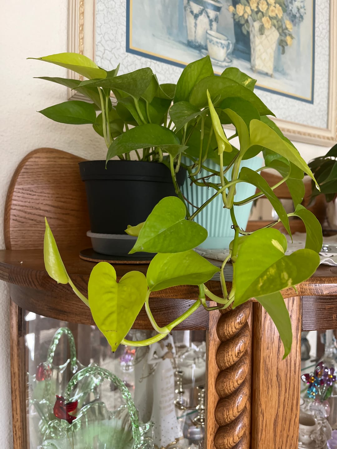 Customer photo review of Pothos Epipremnum aureum 'Neon'
