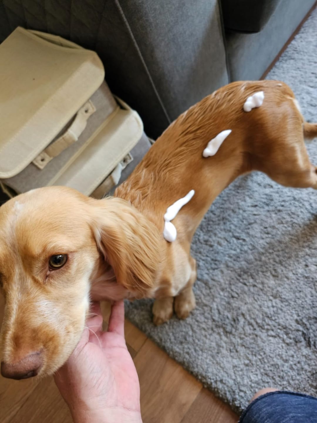 Customer photo review of No Rinse Baby Fresh Dog Shampoo