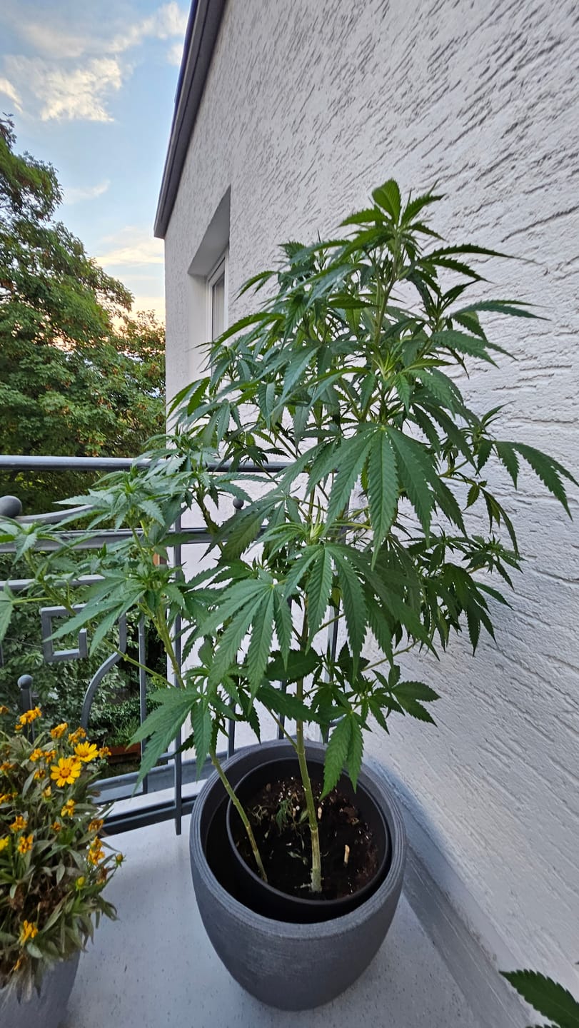 Customer photo review of Hesi Bio Grow