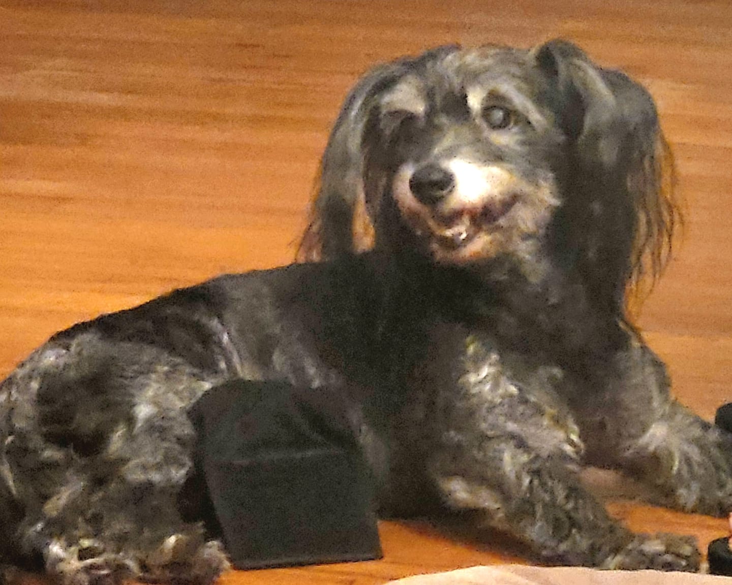 Customer photo review of KING KALM CBD 75mg - Small Dog & Cat Formula  20lbs or less
