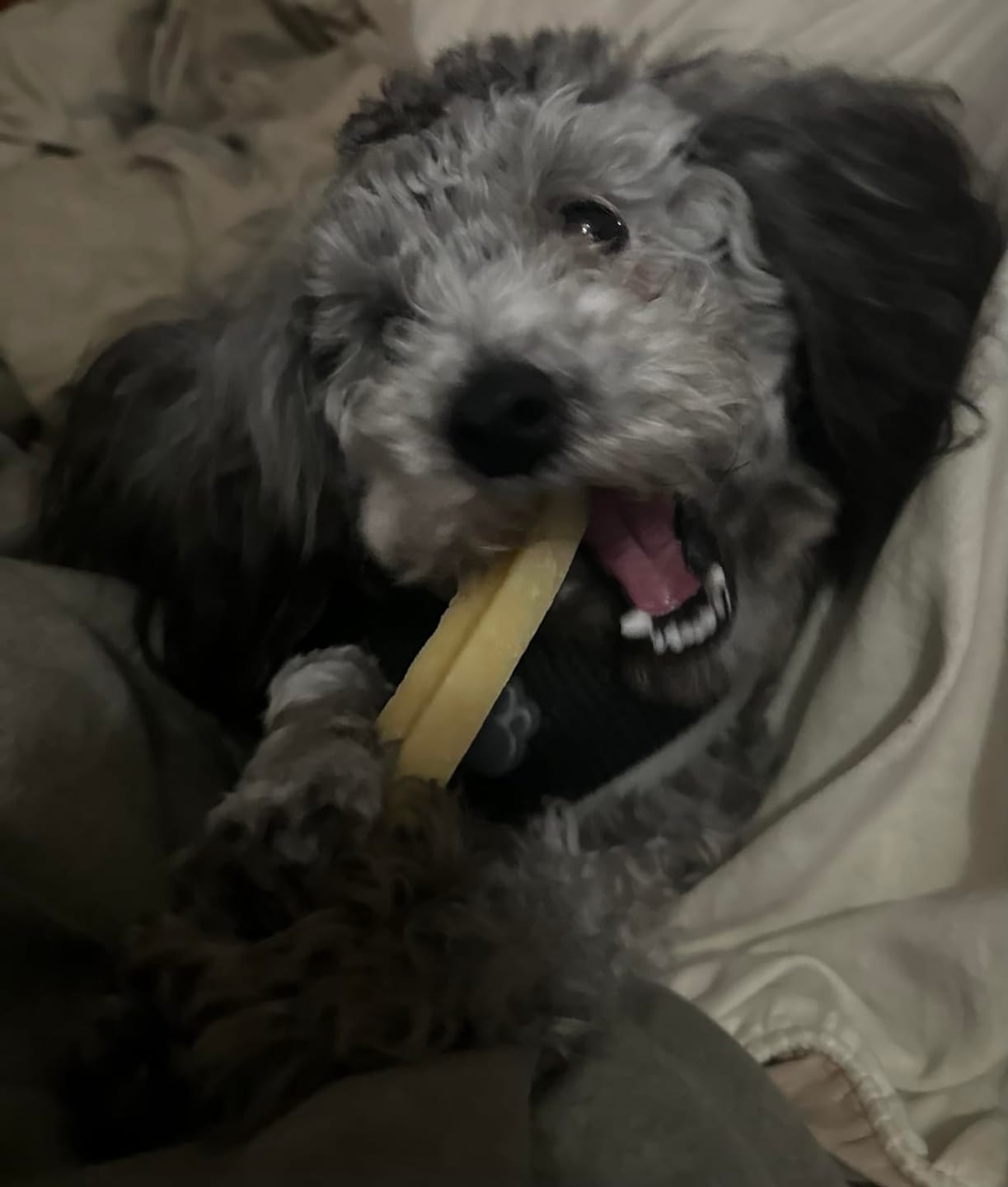 Customer photo review of Handmade Himalayan Cheese Bones 100% Natural Treat for Dogs (SMALL)