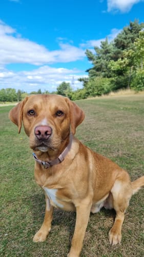 Customer photo review of Vegan Leather Dog Collar - Mocha