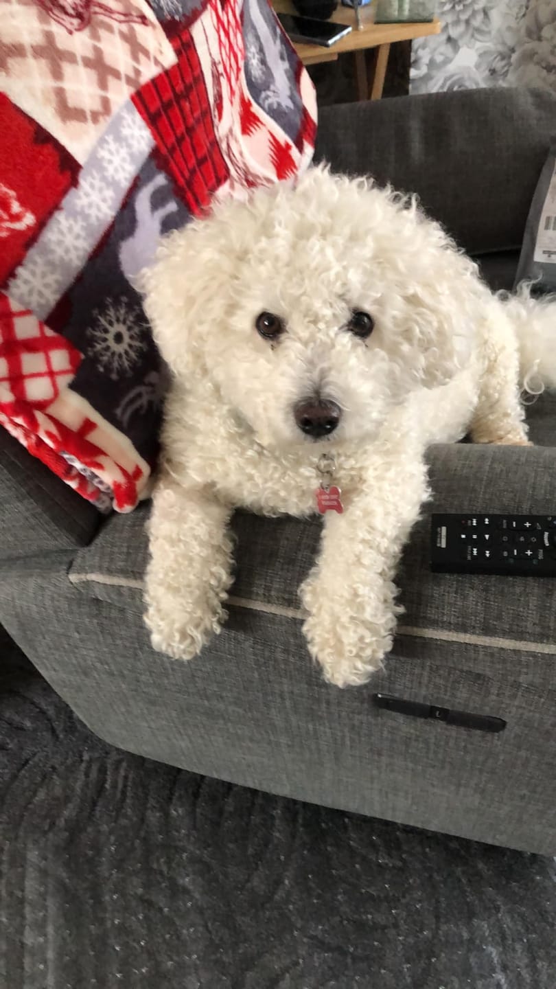 Customer photo review of No Rinse Baby Fresh Dog Shampoo