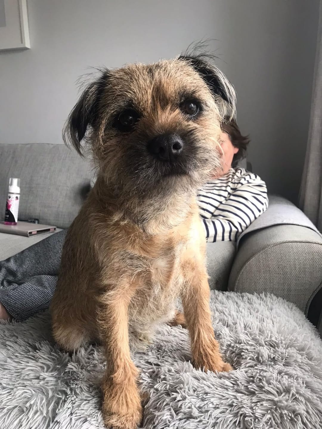 Customer photo review of No Rinse Baby Fresh Dog Shampoo