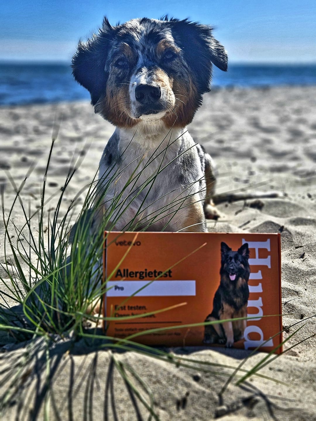 Customer photo review of Allergietest Plus Hund