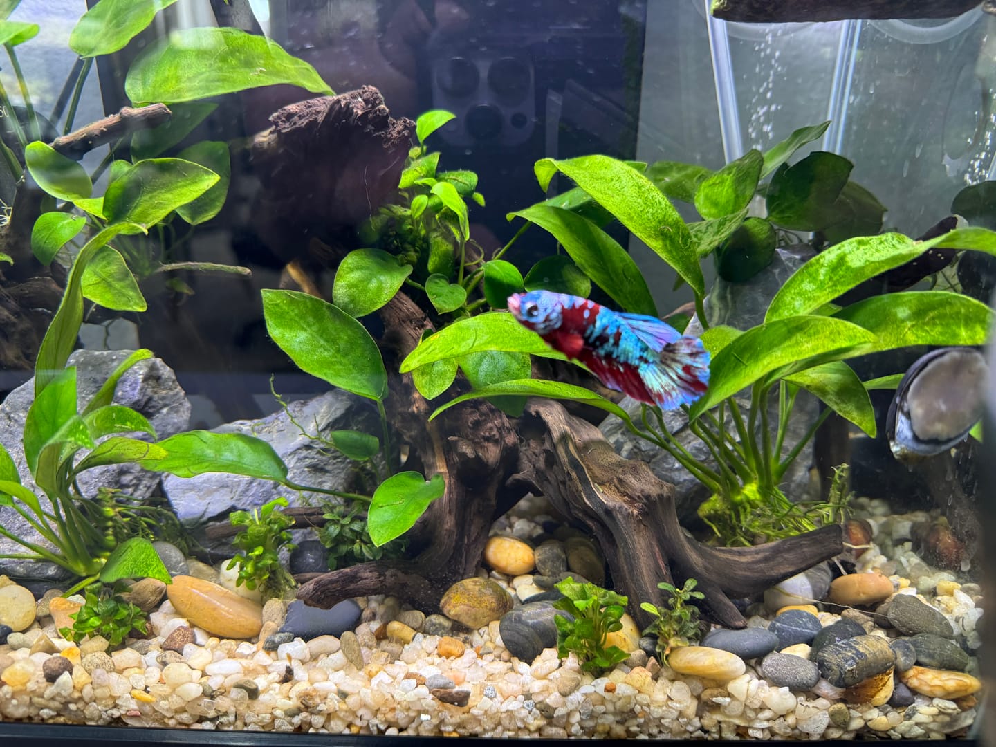 Customer photo review of Koi Red Galaxy Male Betta Fish High Grade | Buy 4 Get 1 Free | Mystery Betta