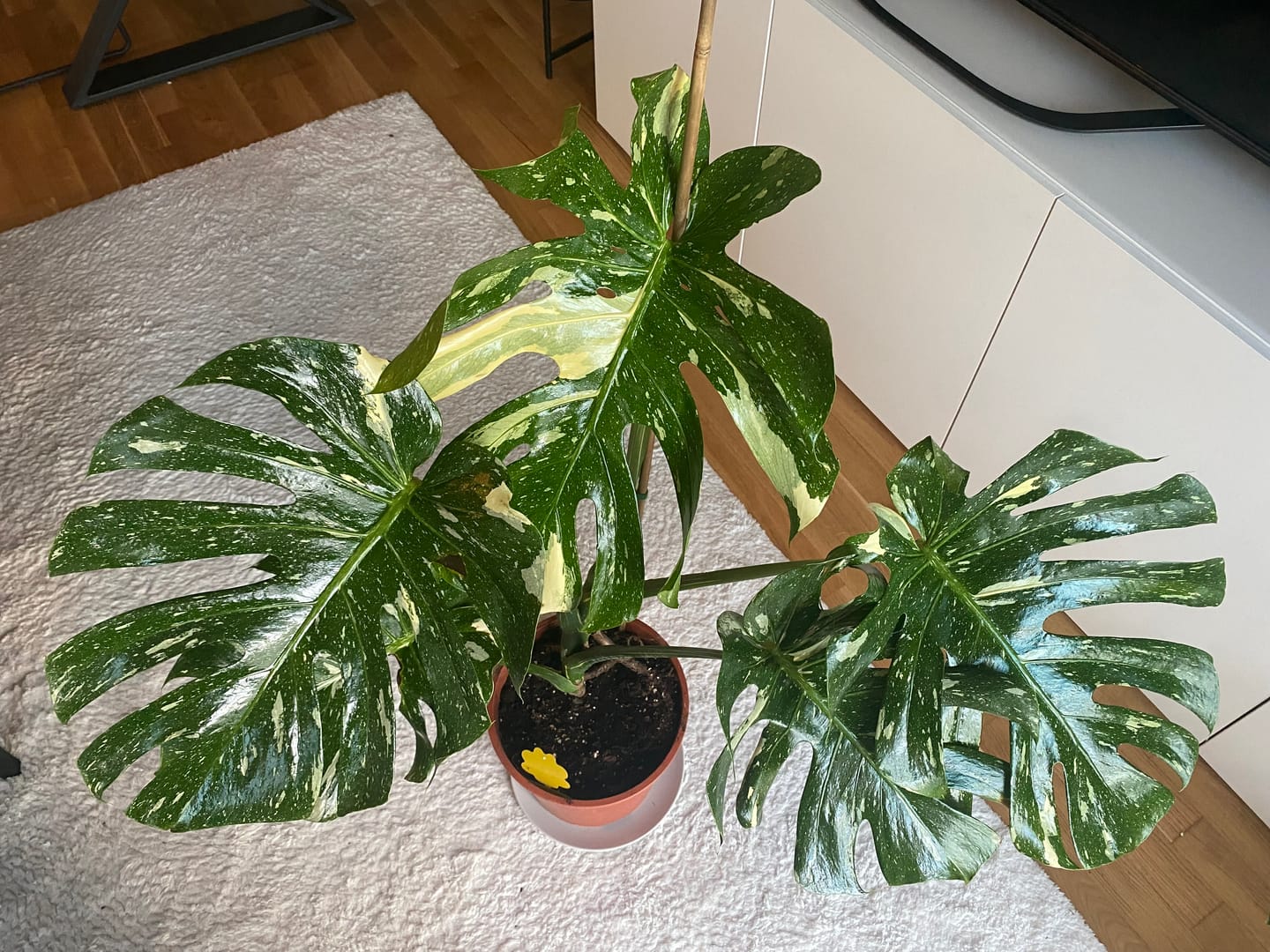 Customer photo review of Monstera Thai Constellation