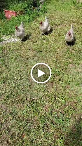 Customer video review of GrubTerra Dog Treats