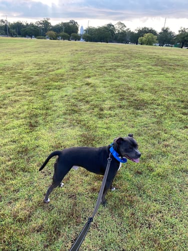 Customer photo review of Blue Bully Proof Collar