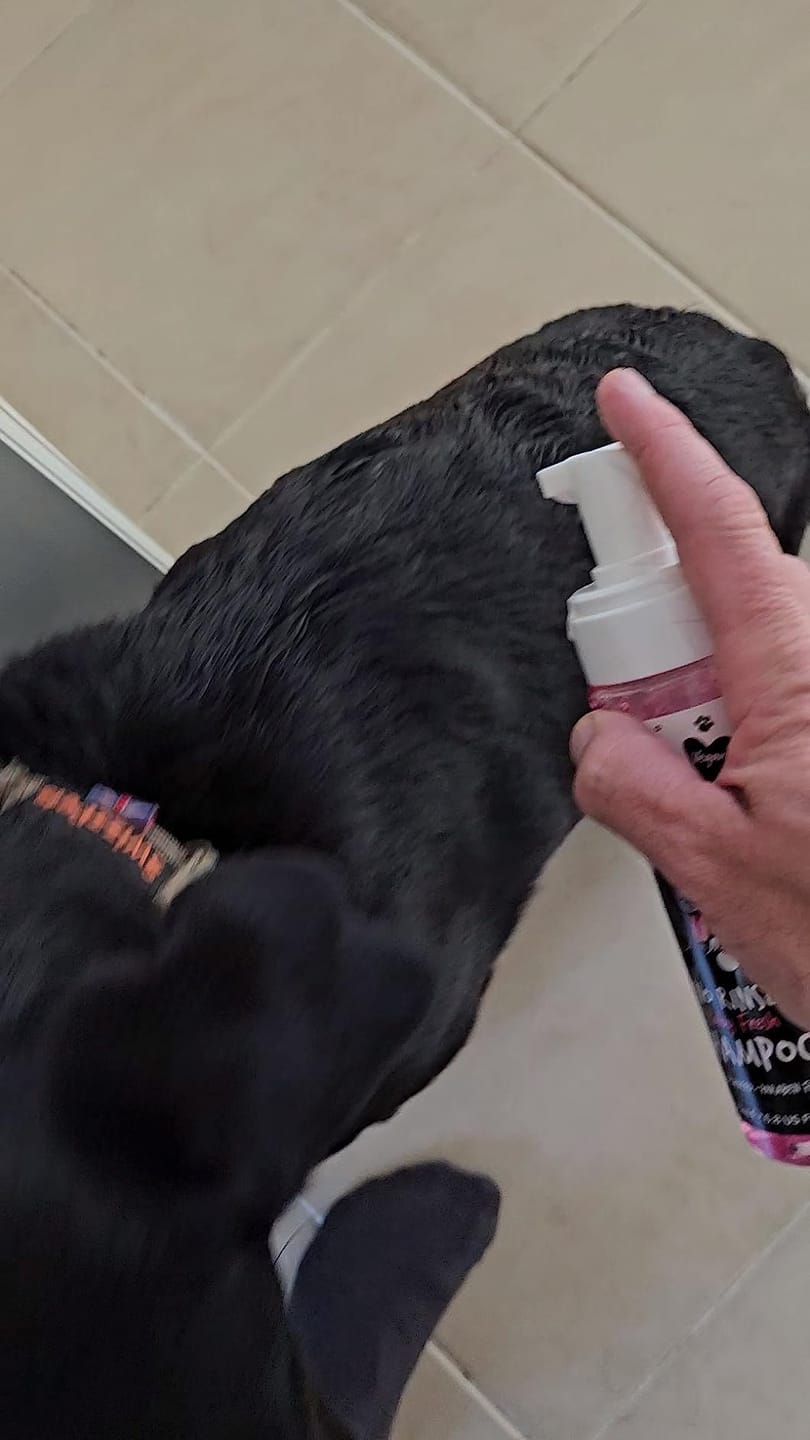 Customer photo review of No Rinse Baby Fresh Dog Shampoo