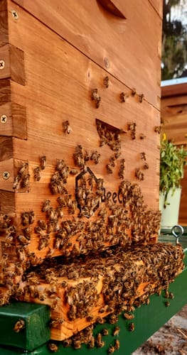 Customer photo review of BeeCastle Hives 10 Frame Wax Coat Complete Beehive Kit:2 Designed Deep Bee Boxes and 1 Super Medium Box,Includes Premium Wooden Frames and Beeswax-Plastic Foundation