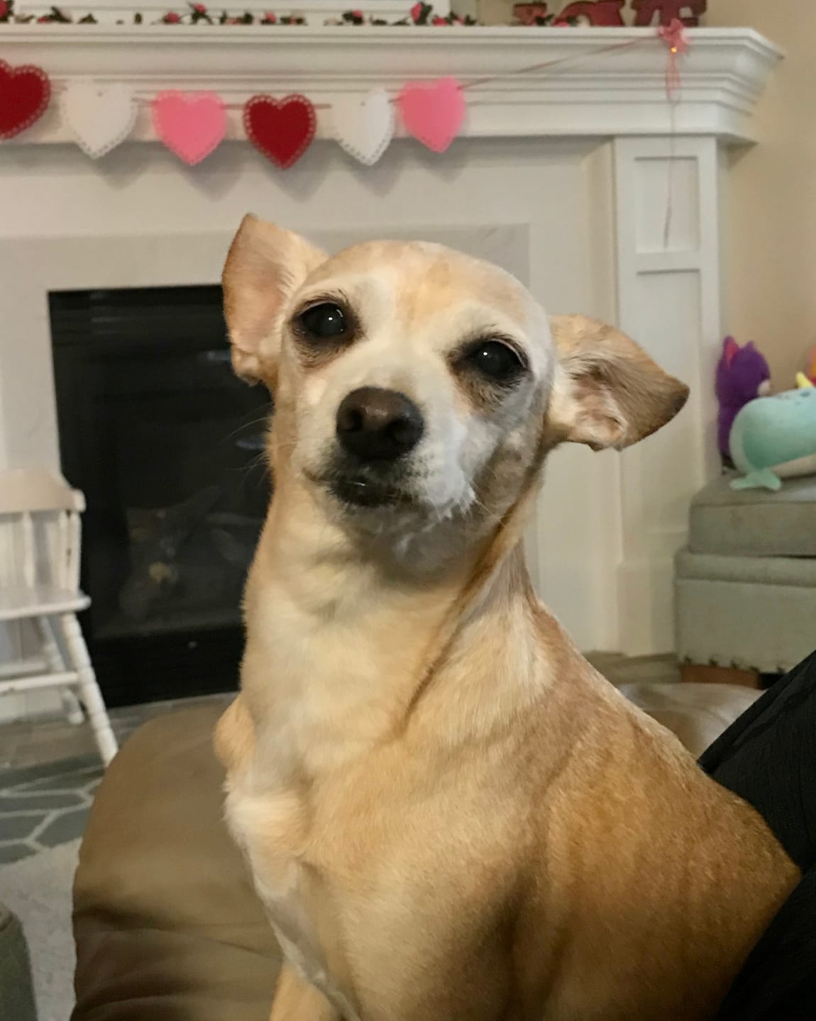 Customer photo review of KING KALM CBD 75mg - Small Dog & Cat Formula  20lbs or less