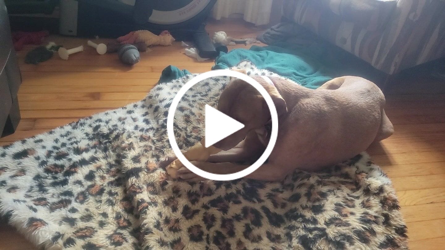 Customer video review of 10-12 Inch Peanut Butter Cheek Roll