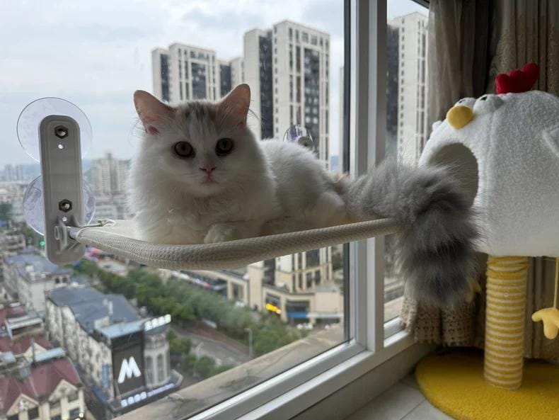 Customer photo review of Deluxe Cat Window Perch - Comfy Hammock with Scenic View